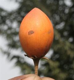 گیلاس اسپانیایی